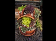 succulent garden from broken pots