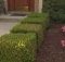 how to trim hedges