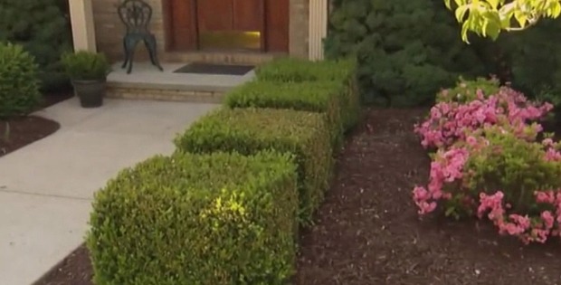 how to trim hedges